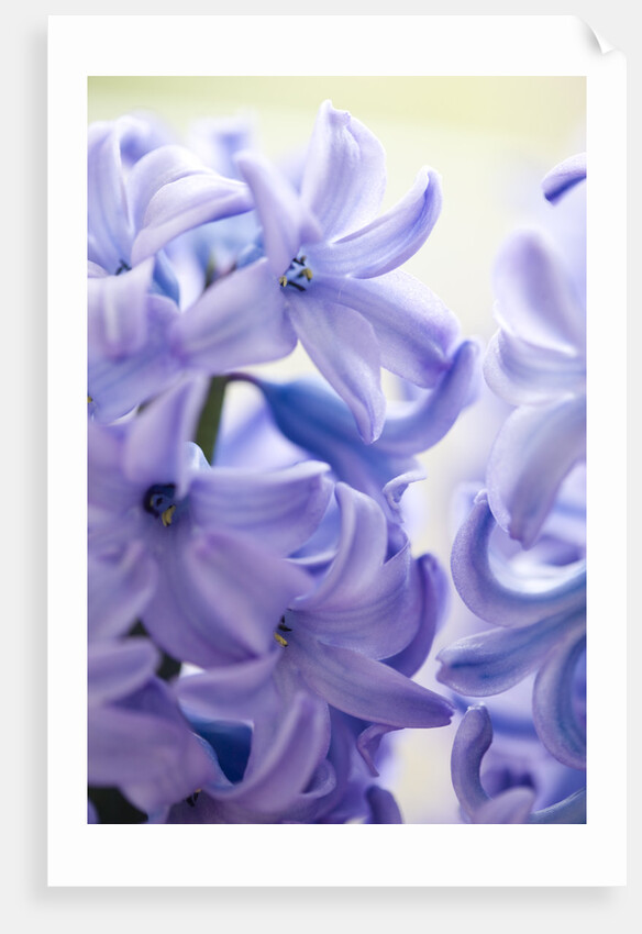 Detail of a purple hyacinth, Hyacinthus orientalis by Anonymous