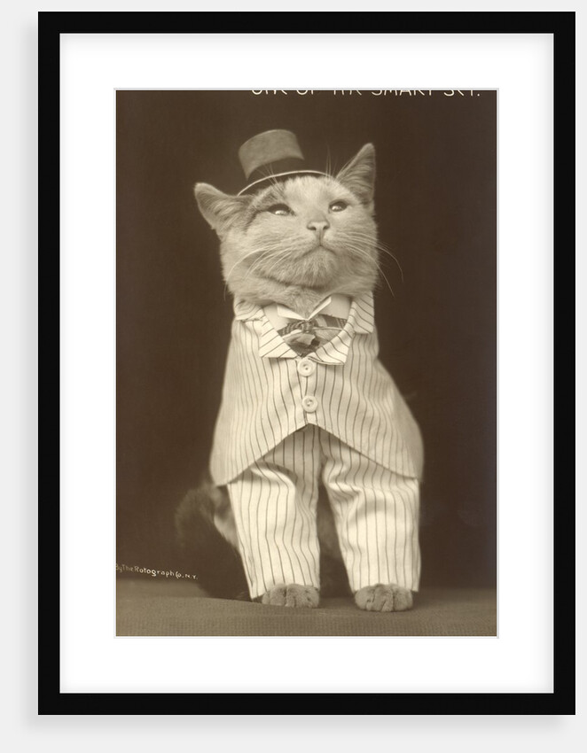 Cat wearing pinstripe suit and top hat by Anonymous