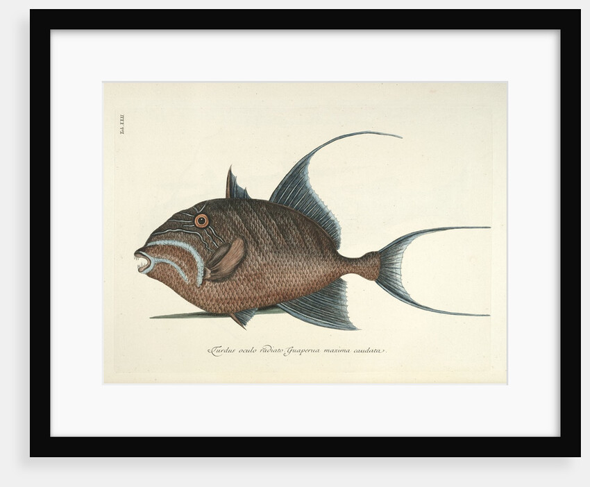 Queen triggerfish by Mark Catesby