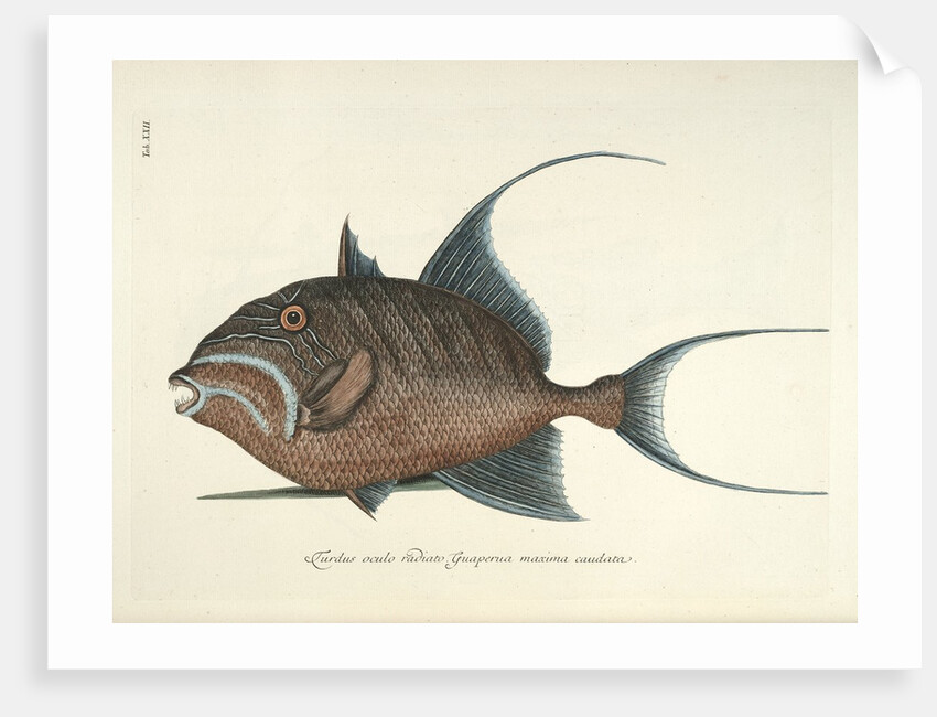 Queen triggerfish by Mark Catesby