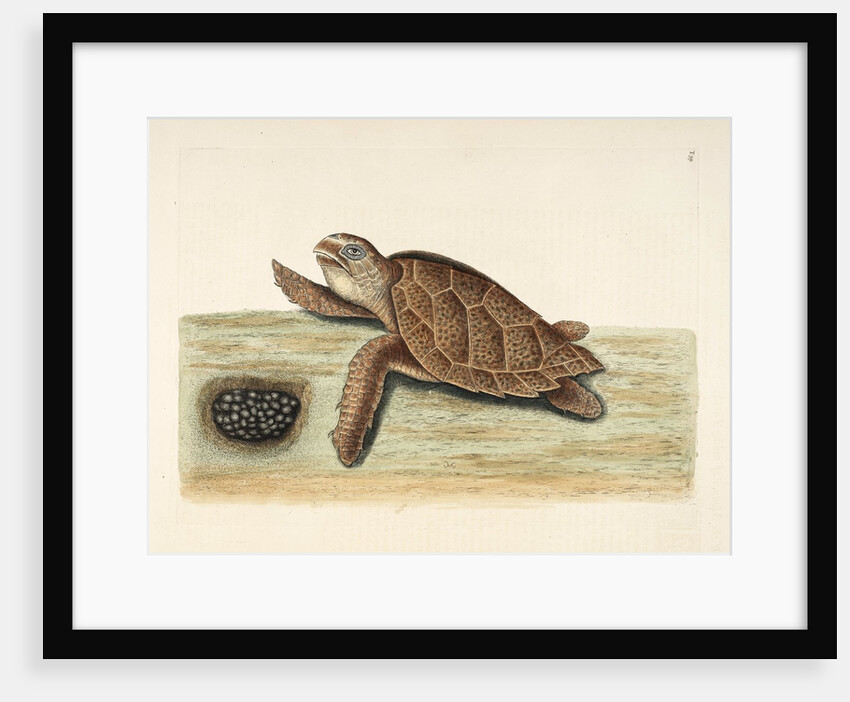 Hawksbill turtle by Mark Catesby