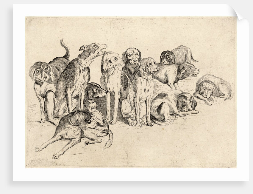 Study of Eleven Hounds by Wenceslas Hollar
