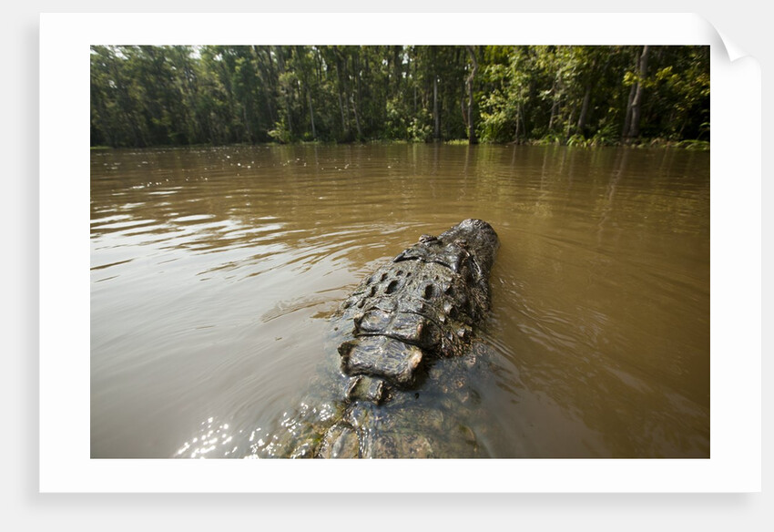 Alligator in Honey Island Swamp in Louisiana by Anonymous