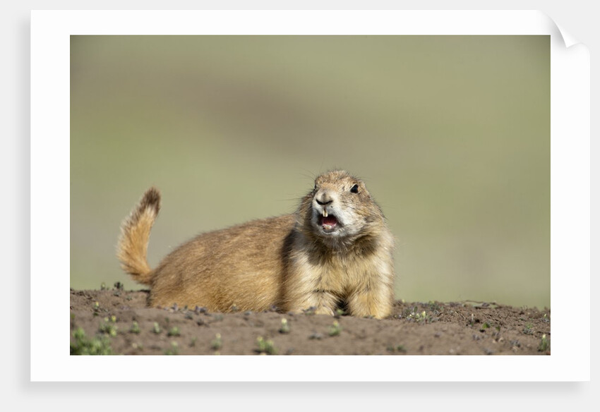 Prairie Dog in Theodore Roosevelt National Park by Anonymous