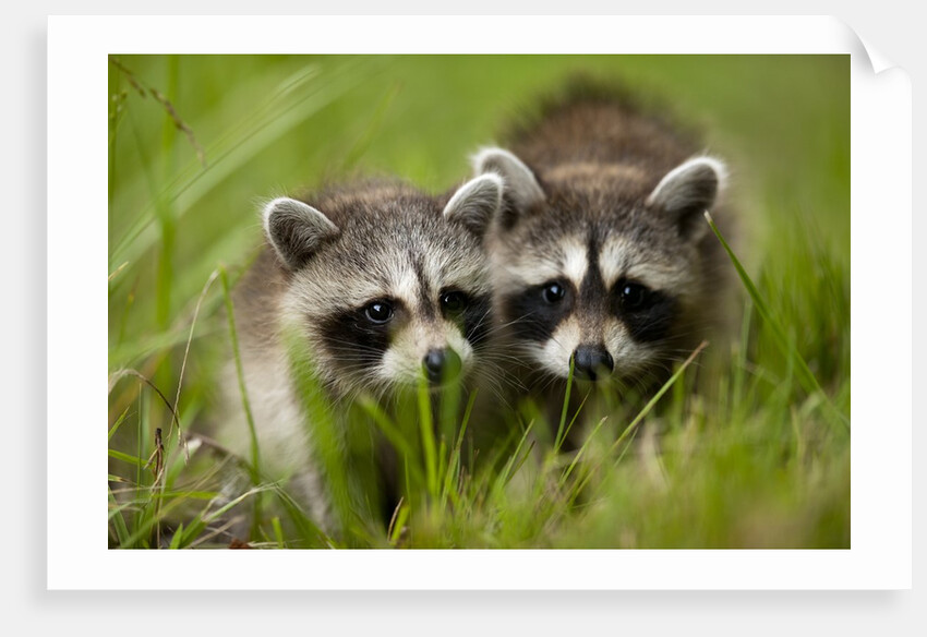 Raccoons at Assateague Island National Seashore in Maryland by Anonymous