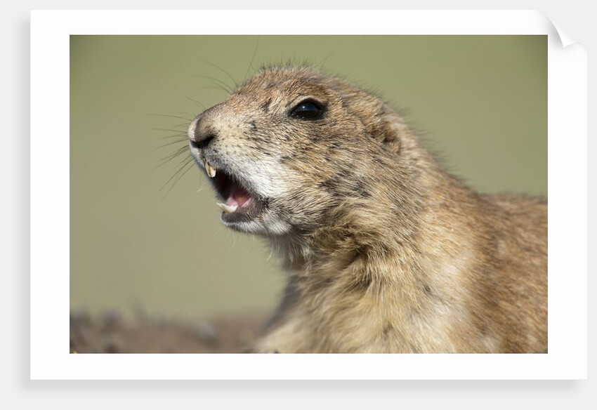 Prairie Dog in Theodore Roosevelt National Park by Anonymous