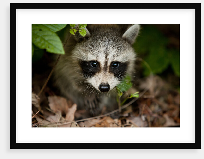 Raccoon at Assateague Island National Seashore in Maryland by Anonymous