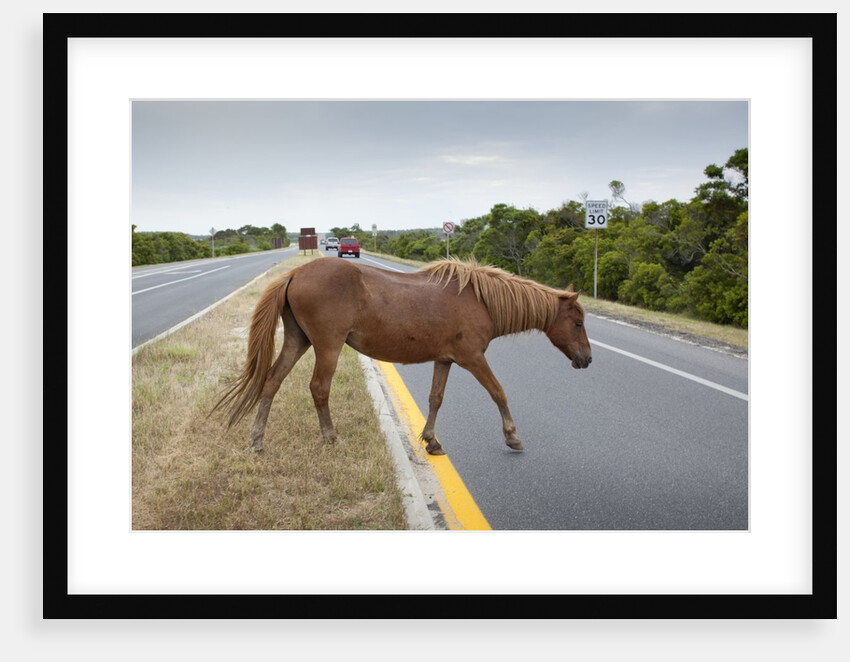 Wild horse crossing road by Anonymous