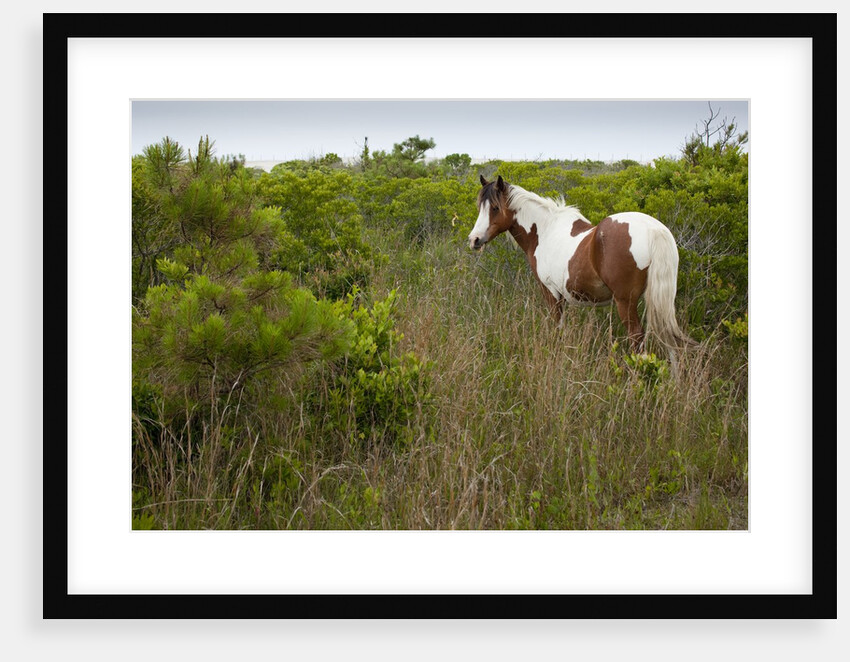 Wild horse eating grass by Anonymous