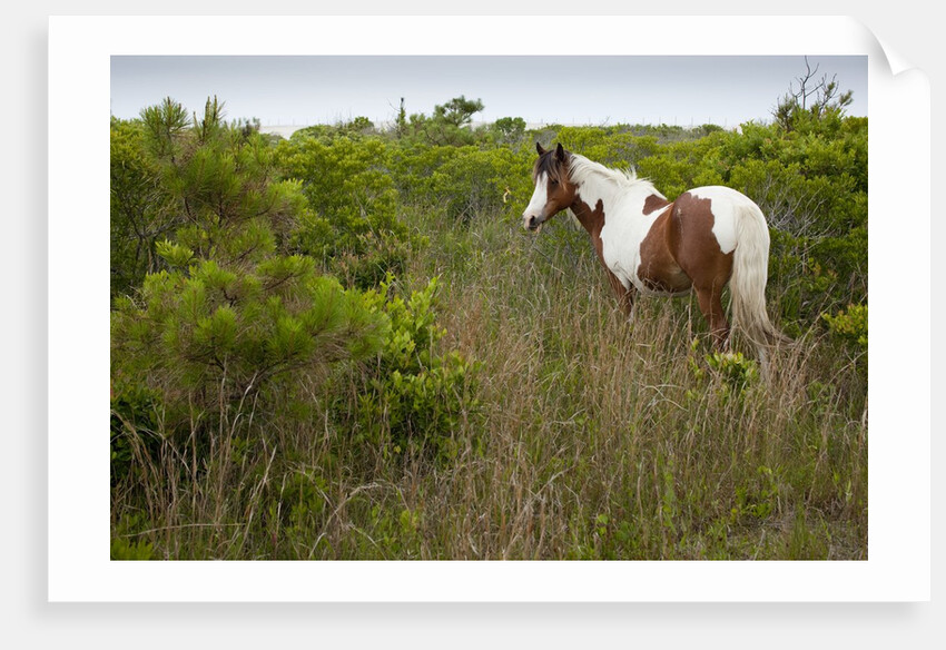 Wild horse eating grass by Anonymous