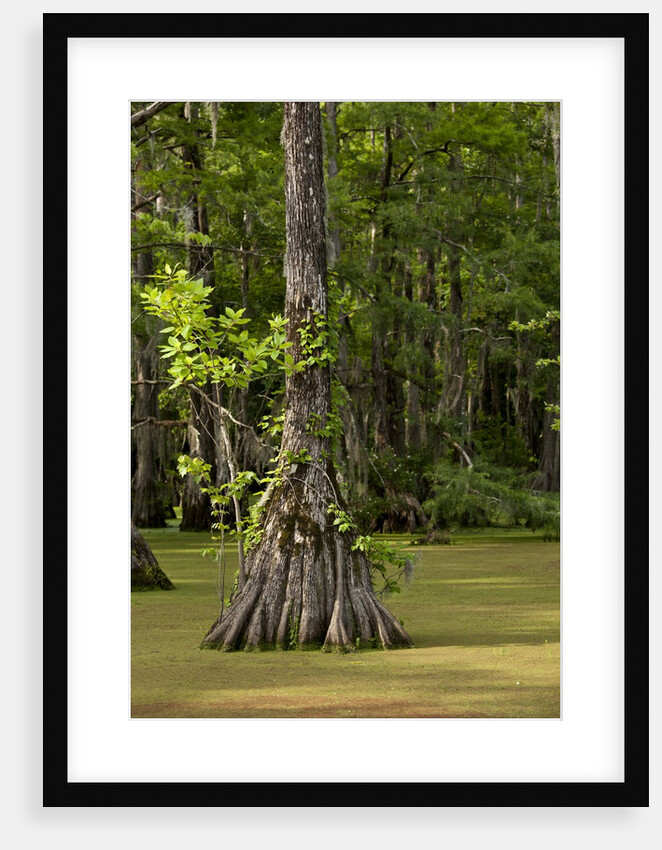 Merchants Millpond State Park, North Carolina by Anonymous