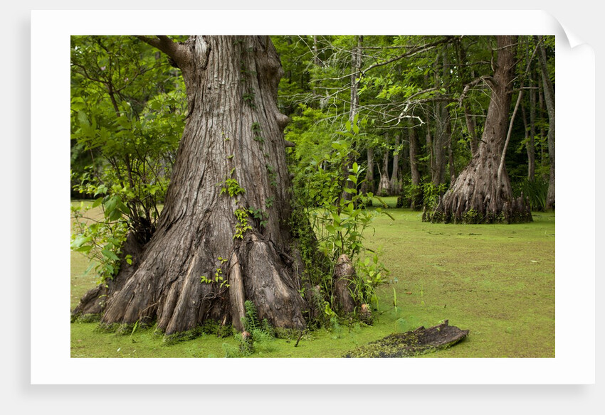 Merchants Millpond State Park, North Carolina by Anonymous