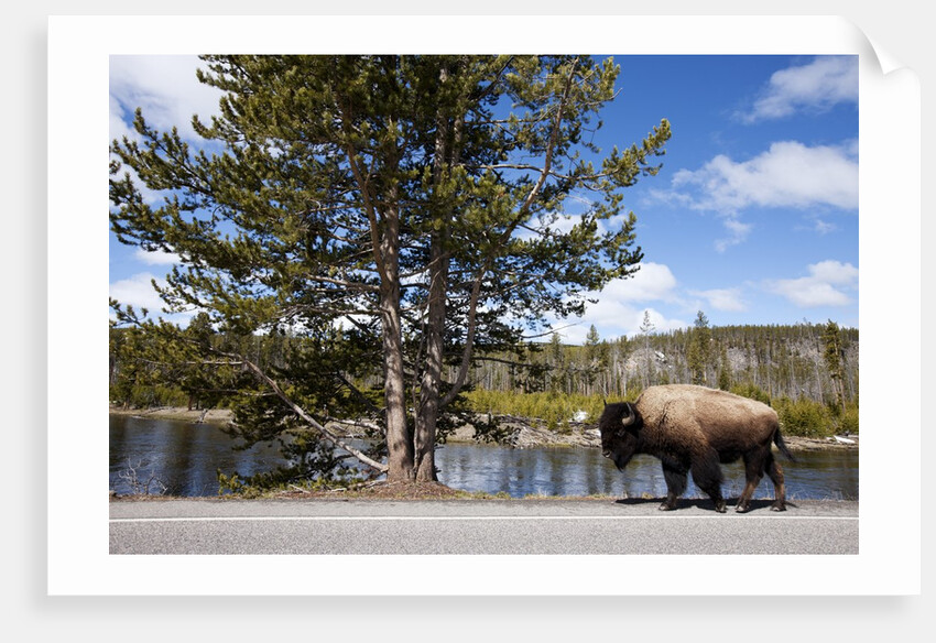 American bison walking along road in Yellowstone National Park by Anonymous