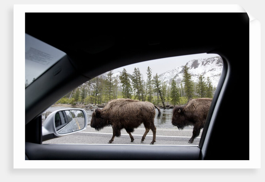 American Bison seen from car in Yellowstone National Park by Anonymous