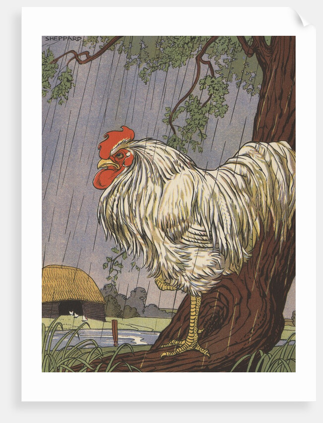 Unhappy rooster in rain by Anonymous