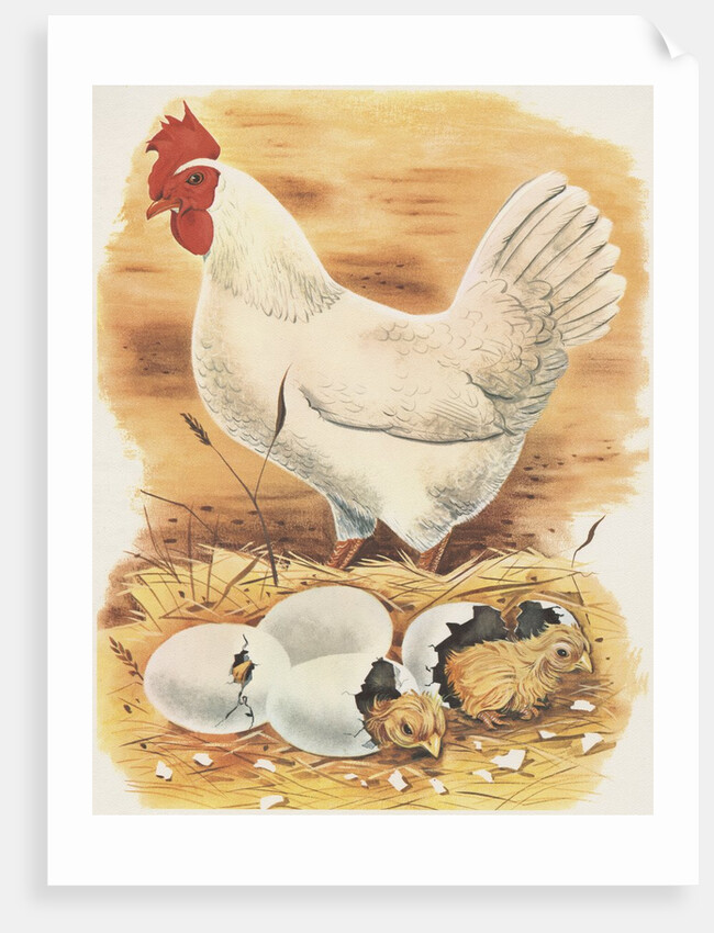 Chicken and hatching chicks by Anonymous
