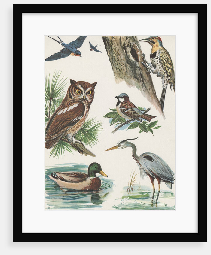 Variety of birds by Anonymous