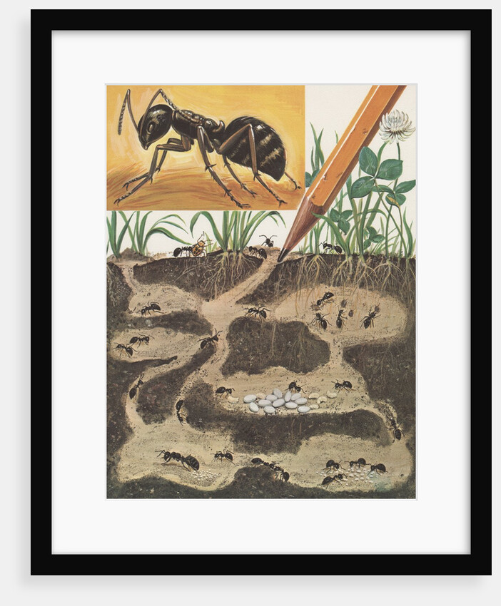 Ant colony by Anonymous