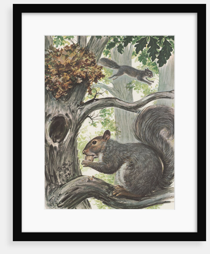 Squirrels in tree by Anonymous