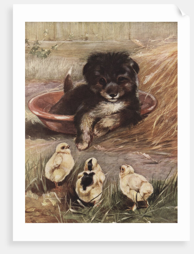 Puppy and chicks by Anonymous