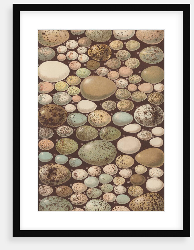 Variety of bird eggs by Anonymous