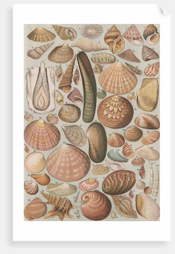 Variety of seashells by Anonymous