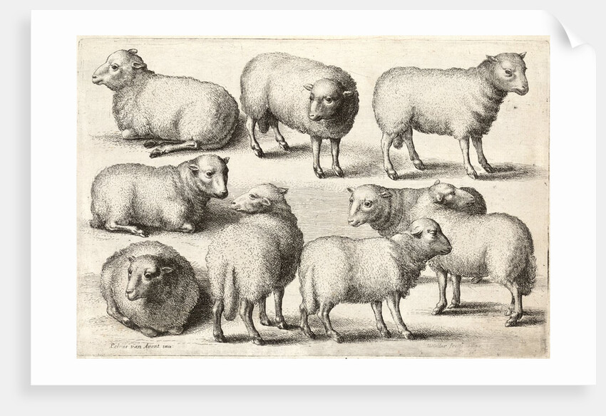 Nine sheep by Anonymous