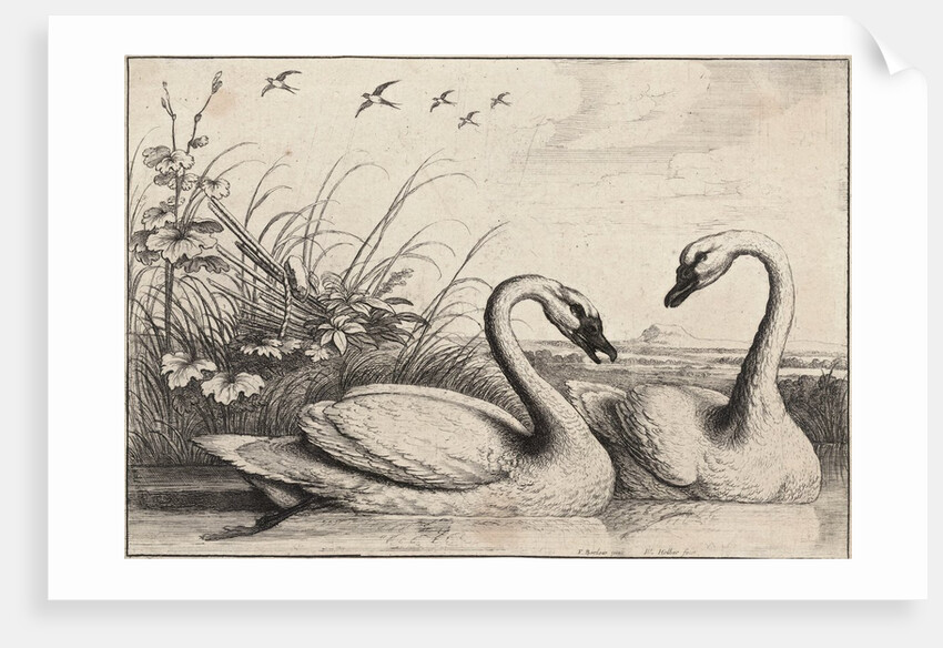 Two swans by Wenceslas Hollar