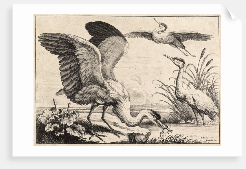 Three herons by Wenceslas Hollar