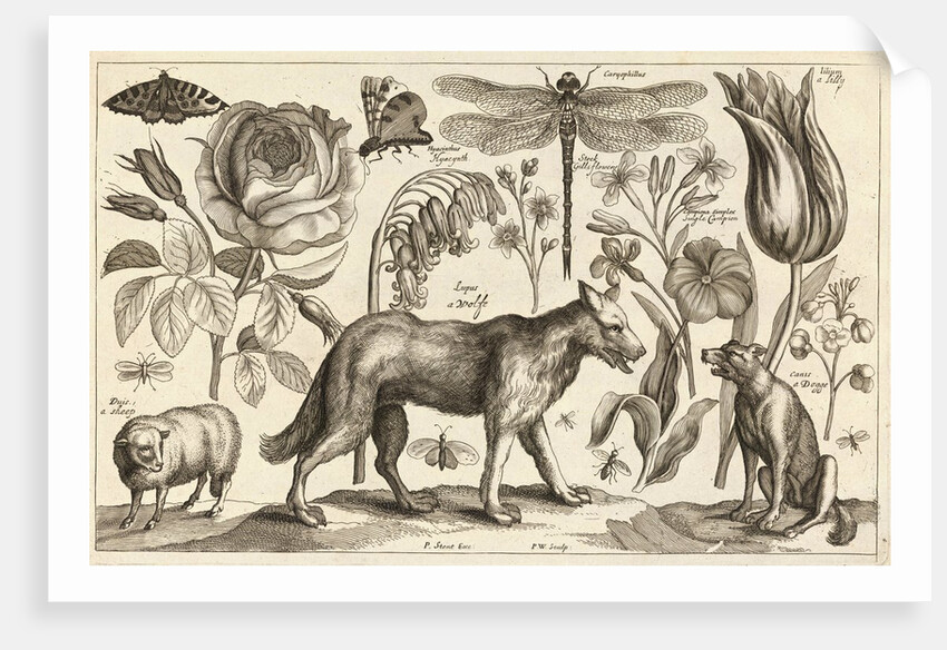 A Wolf, with a Sheep, a Dog and various flowers and insects by Wenceslas Hollar