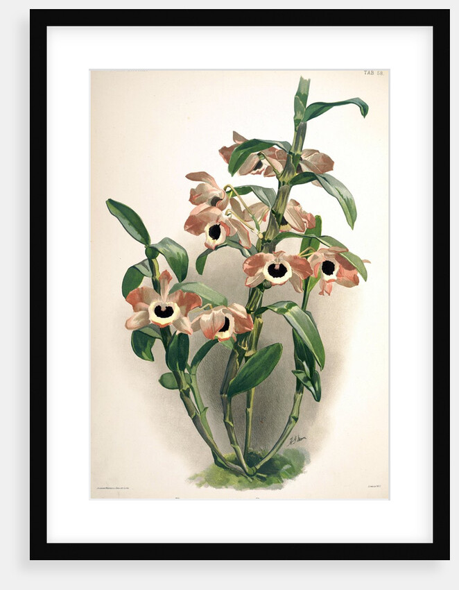 Orchid by Frederick Sander