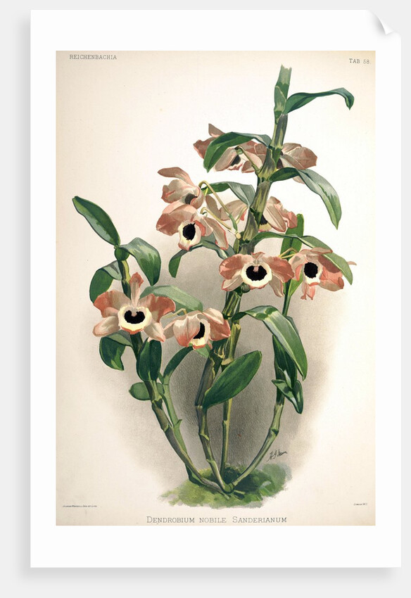 Orchid by Frederick Sander