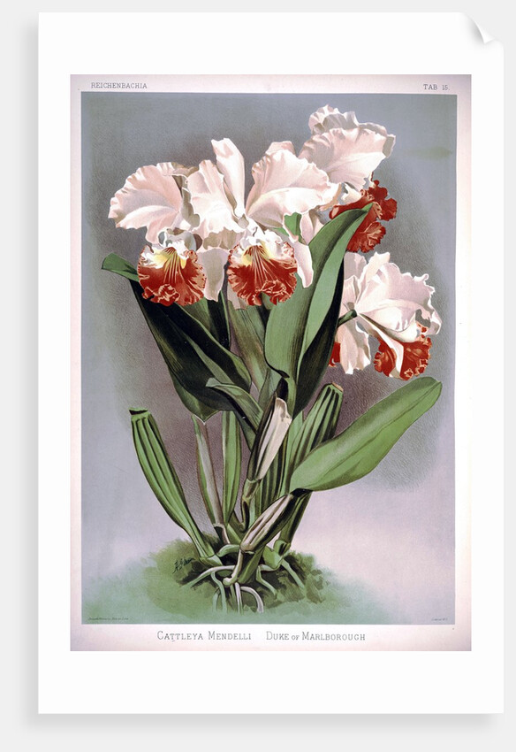 Orchid by Frederick Sander