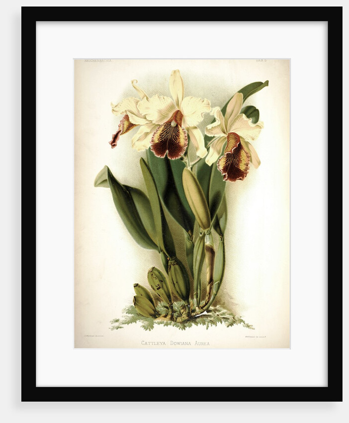 Orchid by Frederick Sander
