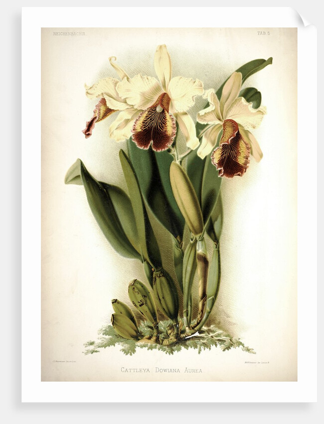 Orchid by Frederick Sander