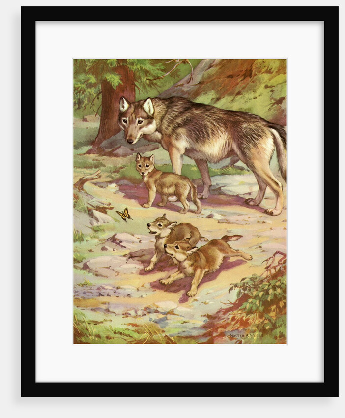 Mother wolf with pups by Anonymous