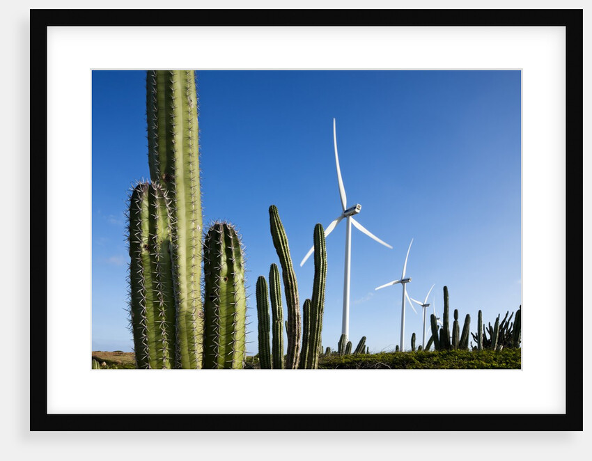Wind Turbines and Cactus at Aruba by Anonymous