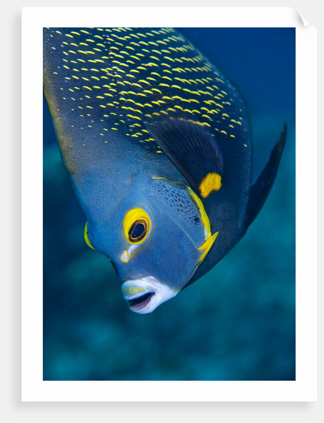 French Angelfish, Bonaire by Anonymous