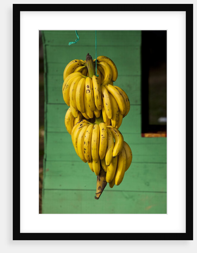 Bananas at a Fruit Stand in Dominican Republic by Anonymous