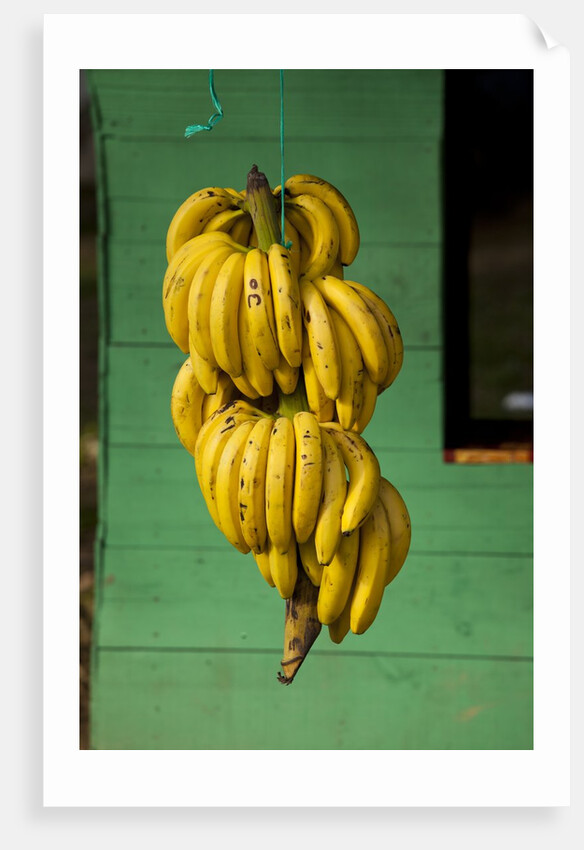 Bananas at a Fruit Stand in Dominican Republic by Anonymous