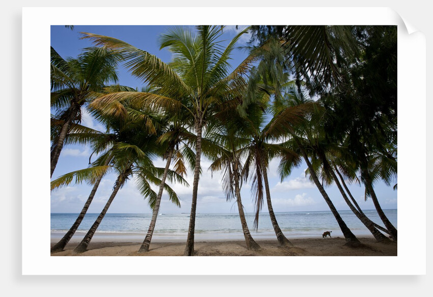 Palm Tree along Caribbean beach in Dominican Republic by Anonymous