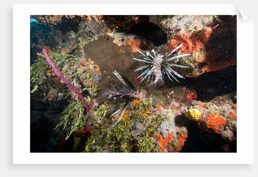 Lionfish in coral reef in Dominican Republic by Anonymous