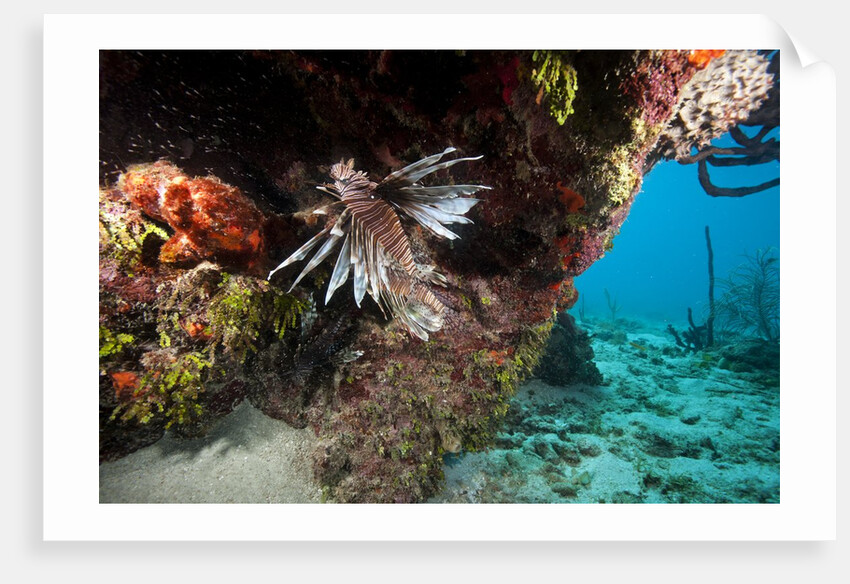 Lionfish in coral reef in Dominican Republic by Anonymous