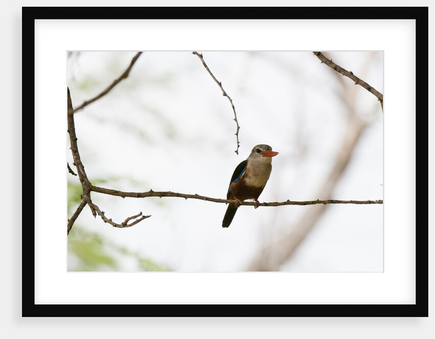 Grey-headed Kingfisher (Halcyon leucocephala), Tsavo East National Park, Kenya. by Anonymous