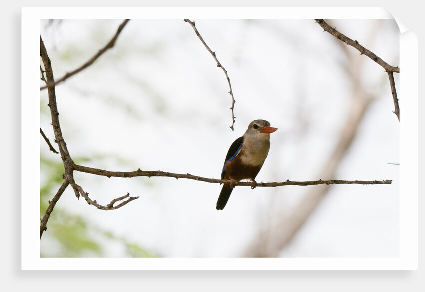 Grey-headed Kingfisher (Halcyon leucocephala), Tsavo East National Park, Kenya. by Anonymous