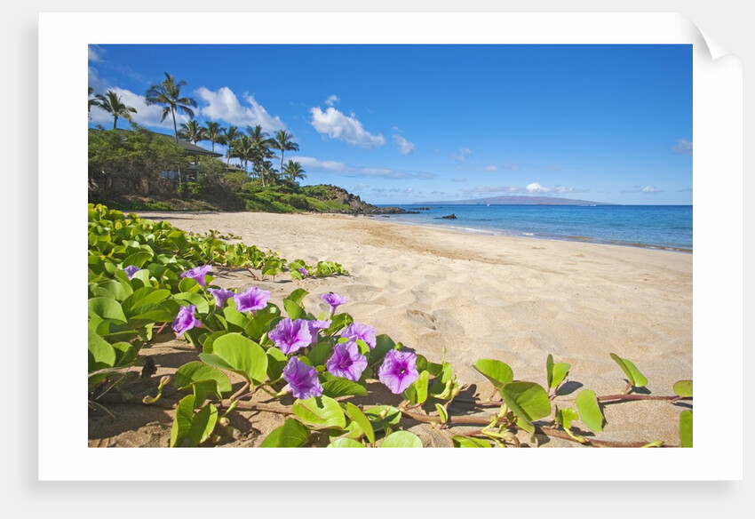 Palau'ea Beach, Maui, Hawaii by Anonymous