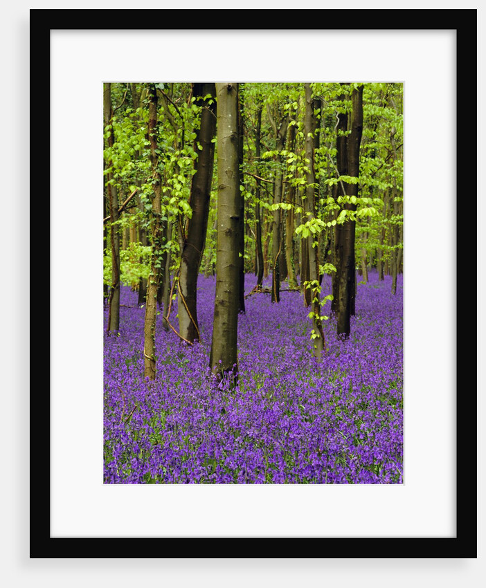 Bluebells (hyacinthoides non-scriptus) in a beech wood (fagus sylvatica), West Stoke, West Sussex, England, UK, Europe by Anonymous