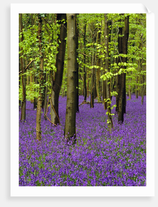 Bluebells (hyacinthoides non-scriptus) in a beech wood (fagus sylvatica), West Stoke, West Sussex, England, UK, Europe by Anonymous