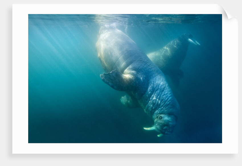 Two walruses underwater by Anonymous