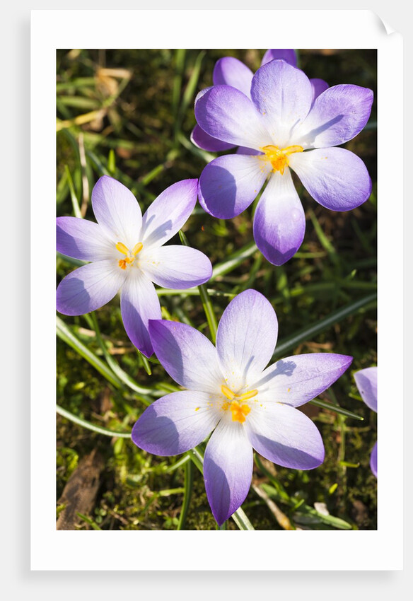 Crocus flowers by Anonymous